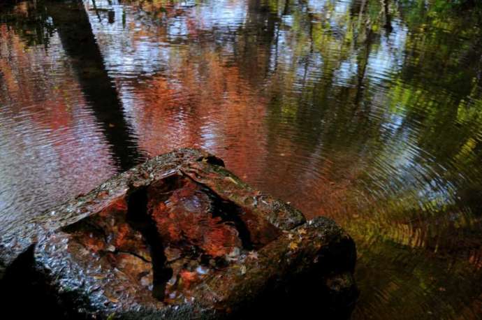 美術の森緑地の湧水