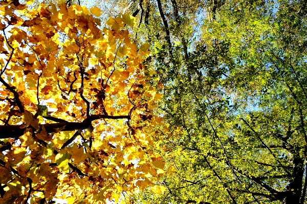 紅葉シーズンの美術の森緑地