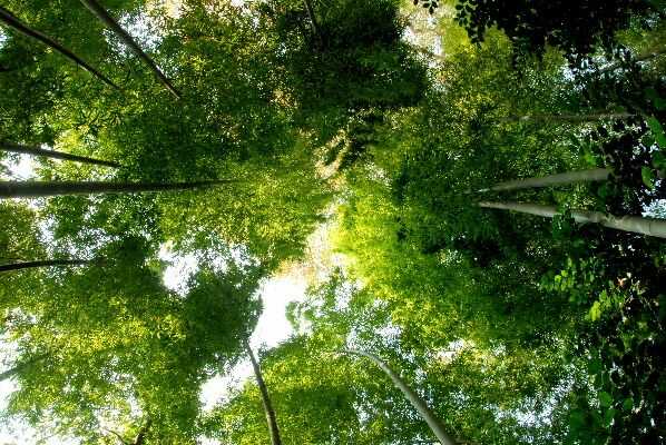 美術の森緑地に繁る竹