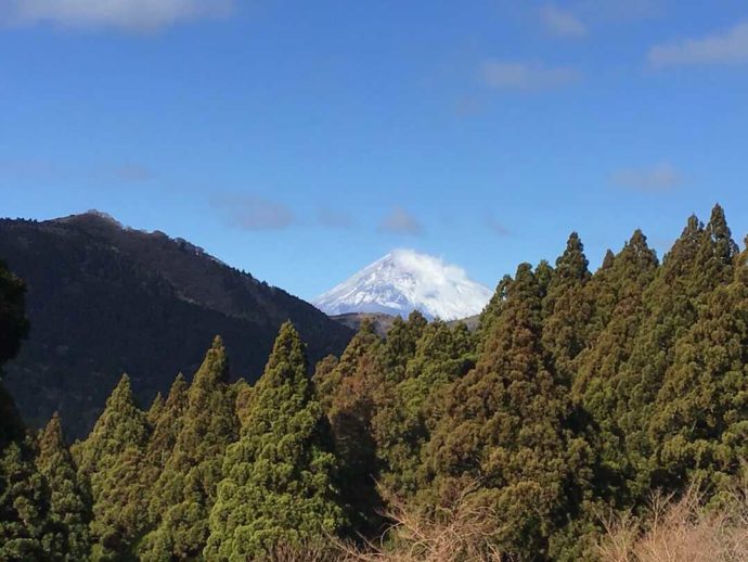 箱根やすらぎの森の敷地内から望むことができる富士山