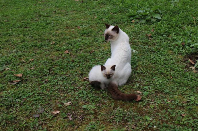 北海道中富良野にある北海道風景画館の庭に放し飼いされている猫