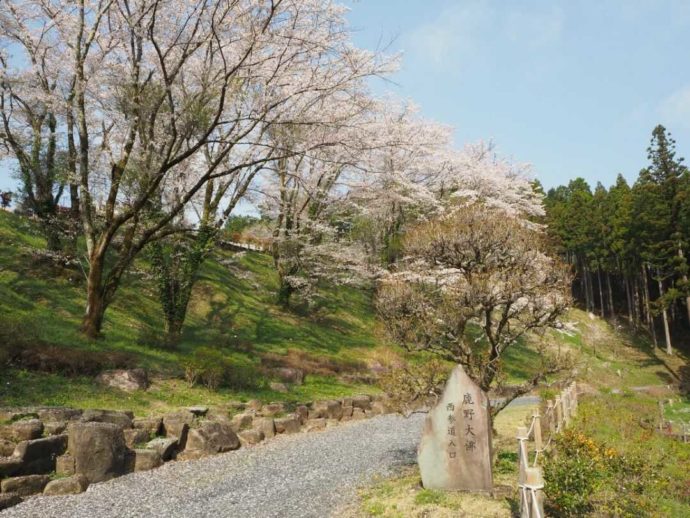 寳光寺 鹿野大佛の西参道の桜