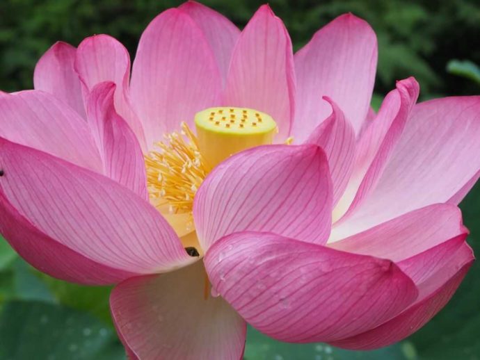 寳光寺 鹿野大佛の西参道に咲く蓮の花