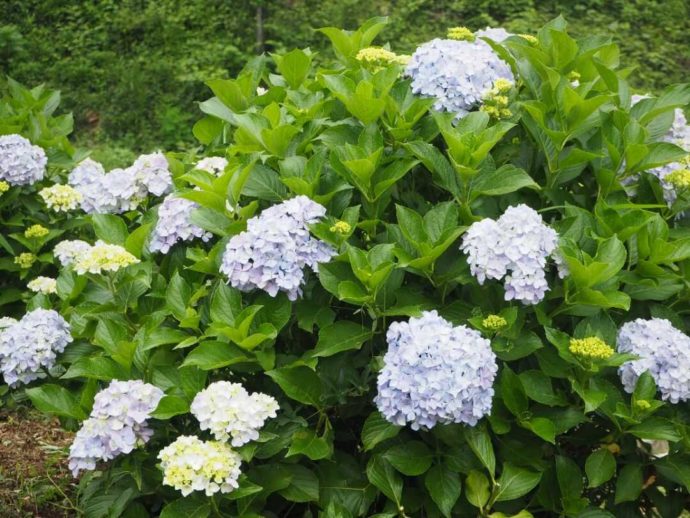 寳光寺 鹿野大佛に咲く紫陽花