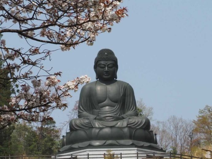 寳光寺 鹿野大佛の桜と大仏様