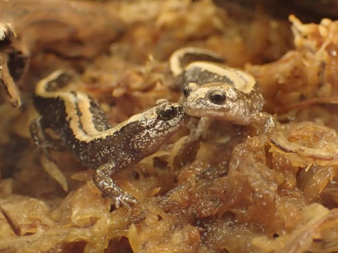 ひがし大雪博物資料館のキタサンショウウオの生体