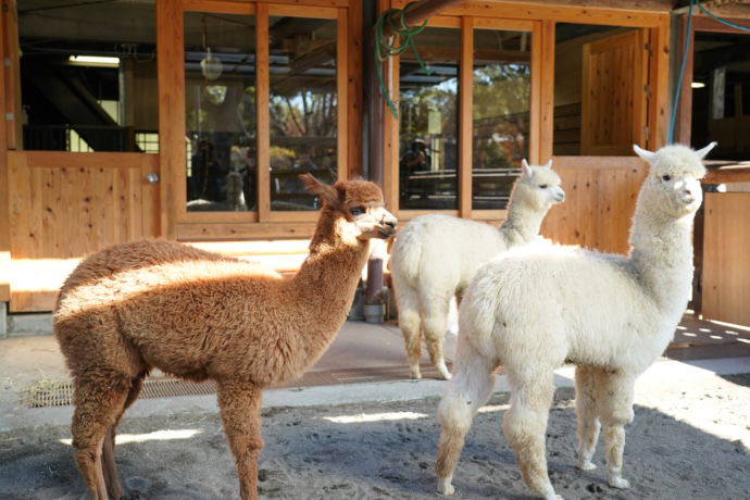 市川市動植物園のアルパカ