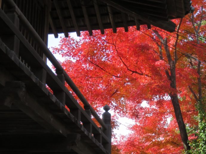 犬山寂光院随求堂裏の紅葉