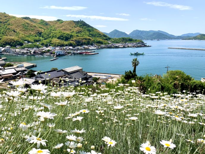 馬神除虫菊畑の風景