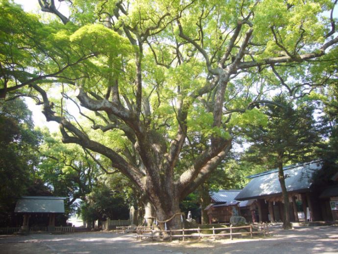 結婚式以外で伊曽乃神社を訪れた場合の見どころやおすすめポイントについて