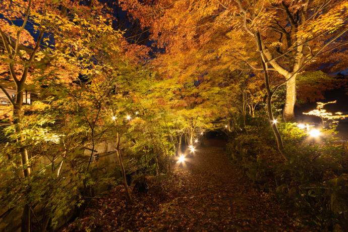 「岩寿温泉旅館 岩寿荘」の敷地内の様子（紅葉のライトアップ・秋）