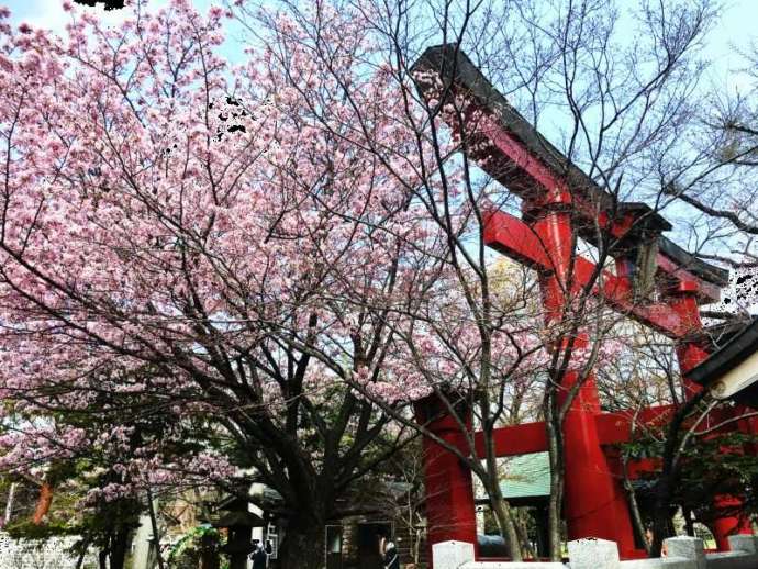 彌彦神社の大鳥居の周りに桜が咲き誇る春の様子