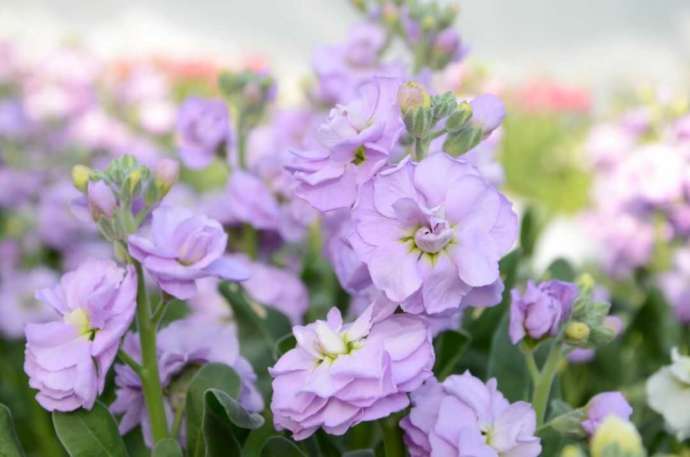 グリーンスパいすみに並ぶスプレーストックの花