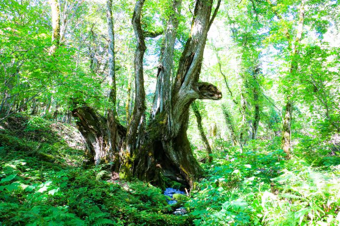 香美町の「たじま高原植物園」