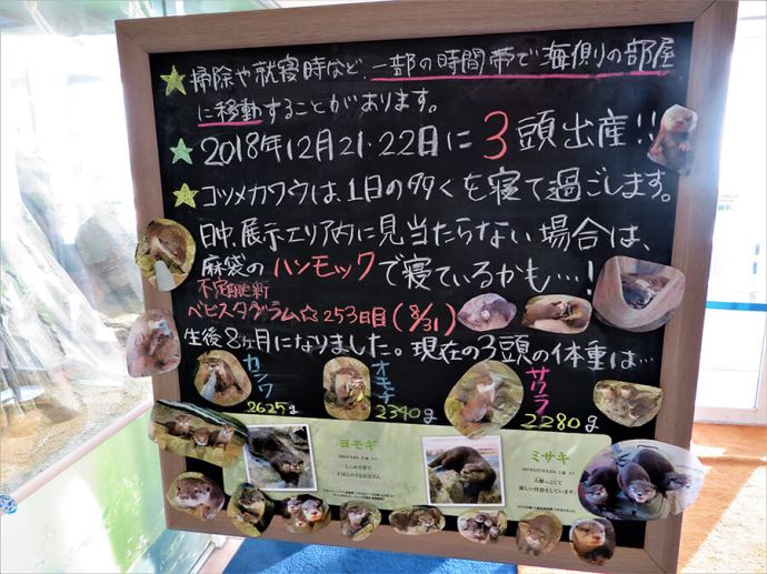 展示しているコツメカワウソ