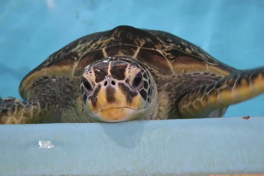 桂浜水族館のウミガメ