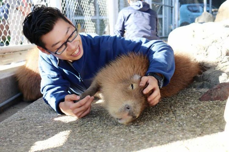 桂浜水族館のカピバラと戯れる飼育スタッフ