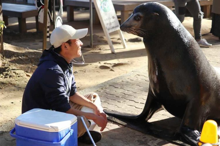 向かい合う桂浜水族館の飼育員さんとアシカ