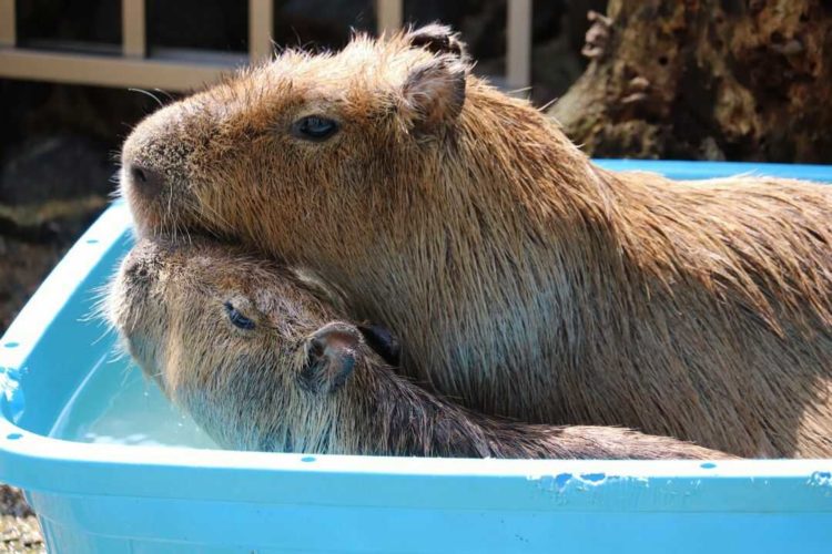 水遊びをしている桂浜水族館のカピバラの親子