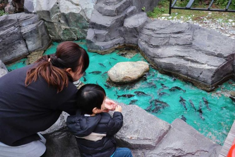 桂浜水族館のおらんくの池