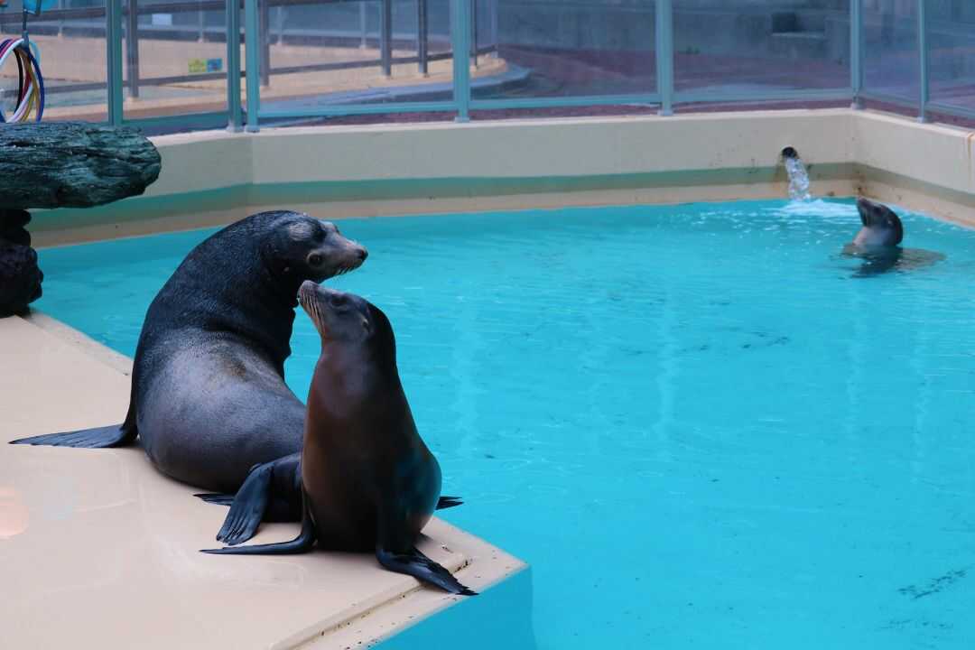 桂浜水族館で会えるトド・アシカ・オットセイの海獣三種