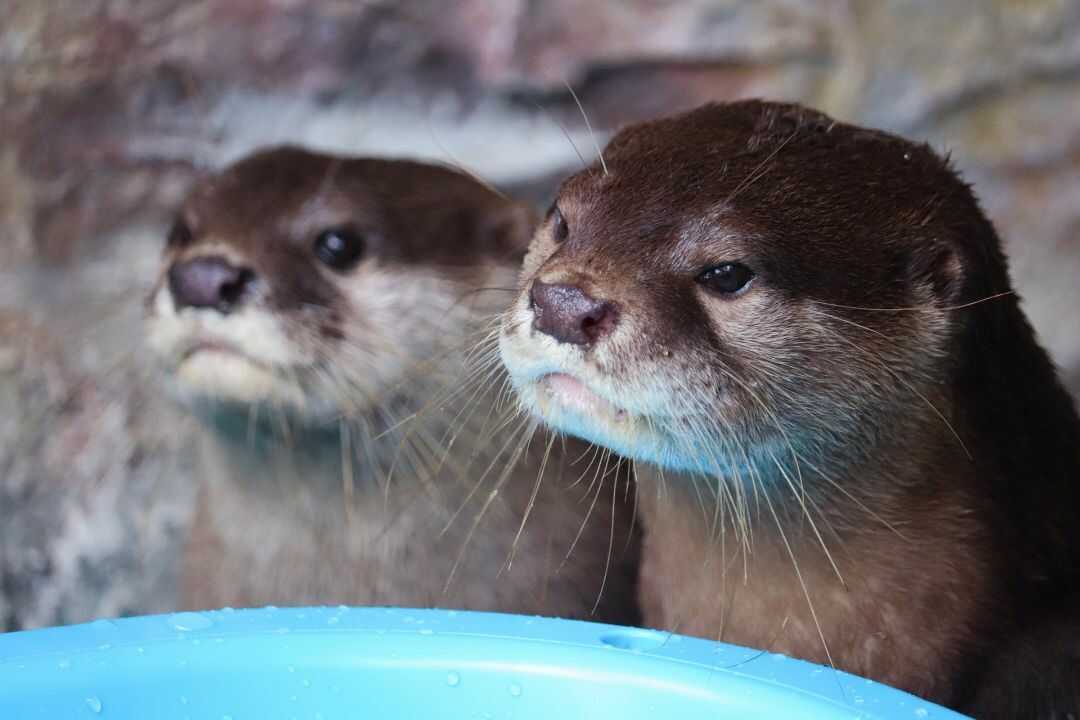 桂浜水族館で会えるコツメカワウソのカップル