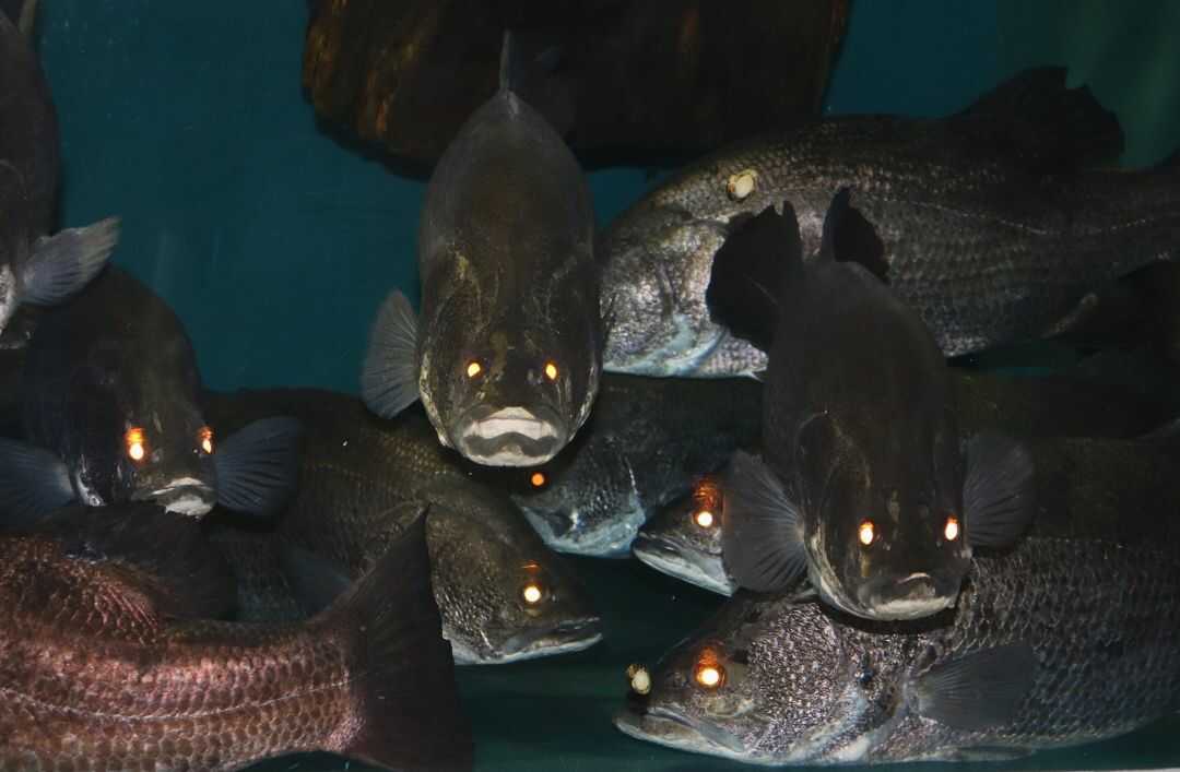 目を光らせている桂浜水族館のアカメ