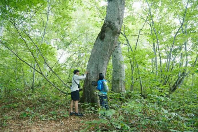 木島平村の映えスポット「カヤの平高原」