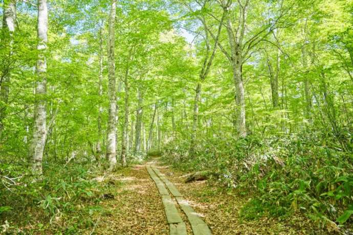 カヤの平高原の遊歩道