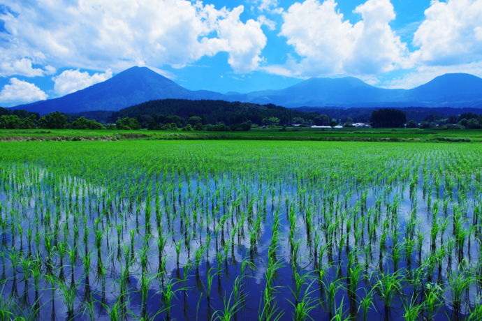 小林市から見た霧島連山と水田の風景