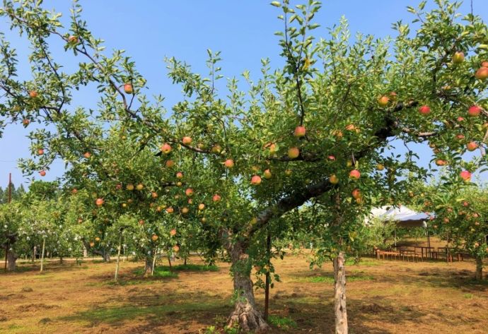 宮崎県小林市にある生駒高原りんご園