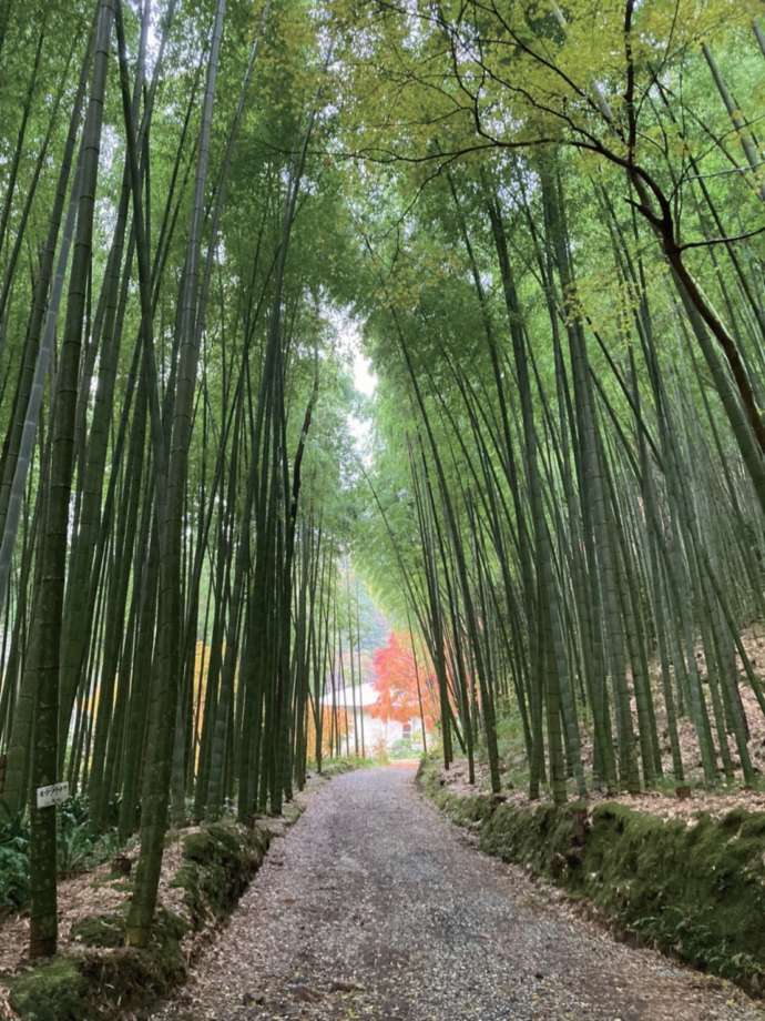 児玉美術館の竹林と紅葉