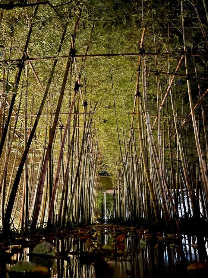 高志の国文学館にある竹の庭