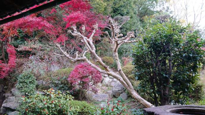 小谷城郷土館の庭の花々