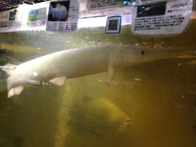 花園教会水族館のプラチナアリゲーターガー