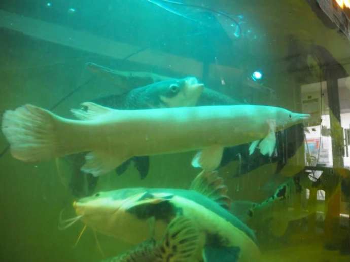 花園教会水族館で悠々と泳ぐプラチナアリゲーターガー