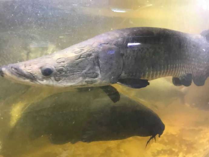 花園教会水族館でみられる「体長1メートルを超えるピラルク」