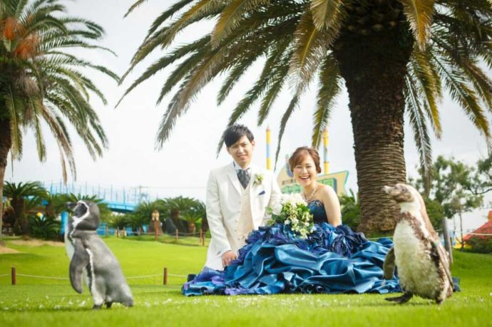 南知多ビーチランドでペンギンい囲まれて写真を撮る新郎新婦