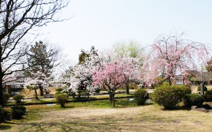 さまざまな種類の桜が咲く松山歴史公園