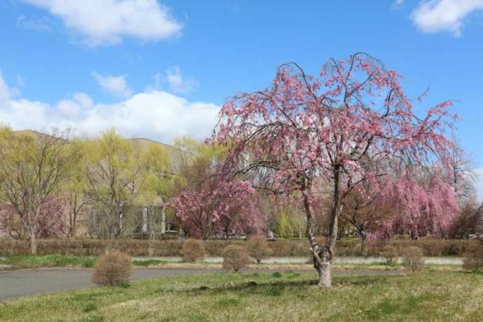 めんこい美術館の敷地内にあるしだれ桜