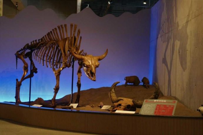 牛の博物館の展示「牛の生物学」の野牛化石」