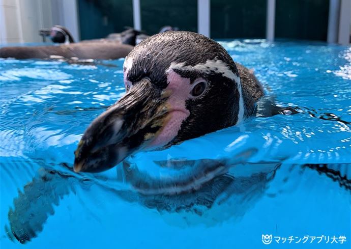 間近で見れるペンギン水槽