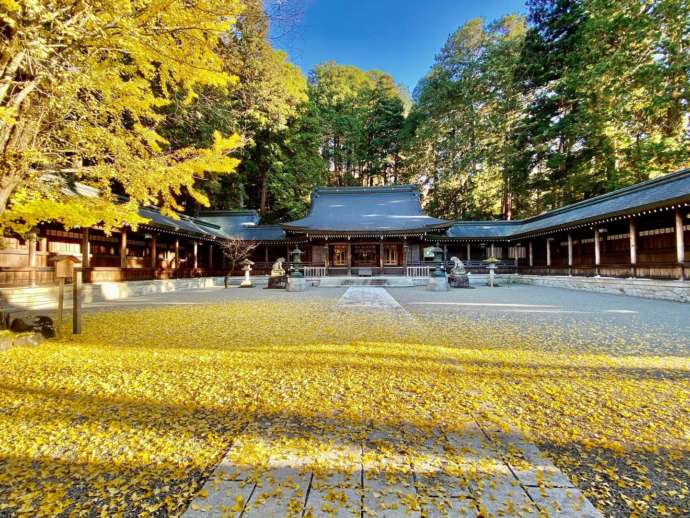 飛驒一宮水無神社の一面黄色い銀杏に彩られた境内