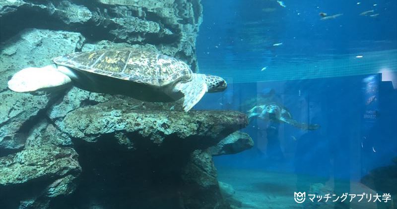 名古屋港水族館 ウミガメ