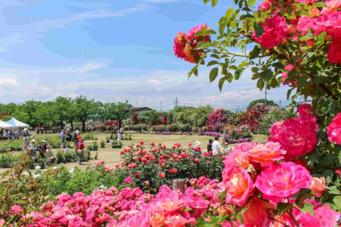 中野市の一本木公園で行われるバラまつり