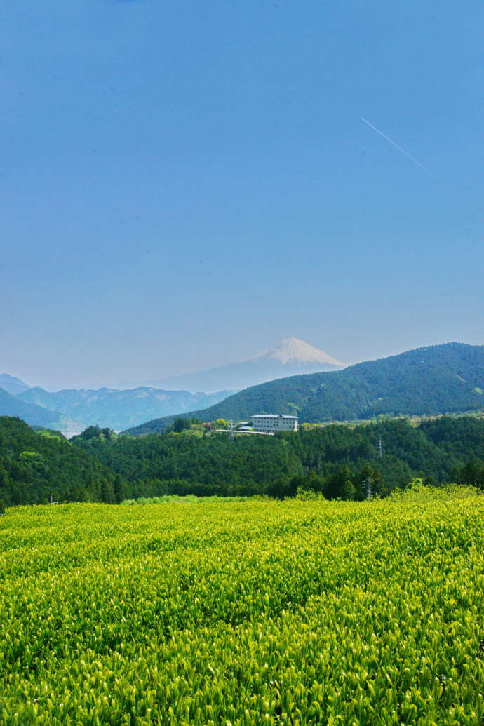 南部茶の新芽と富士山の様子