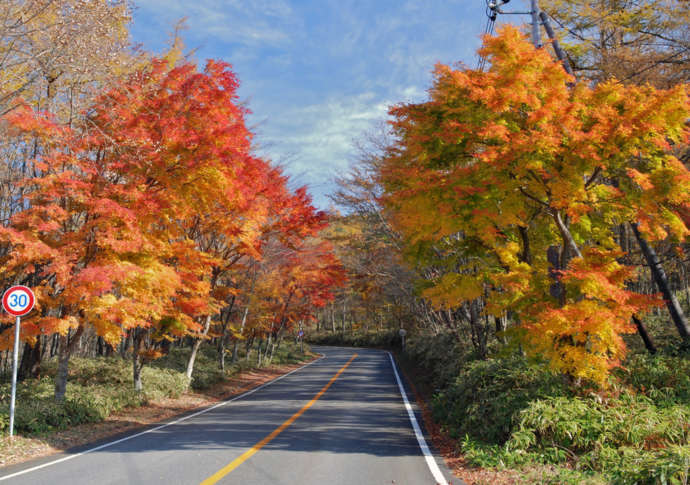 紅葉の日塩もみじラインの様子