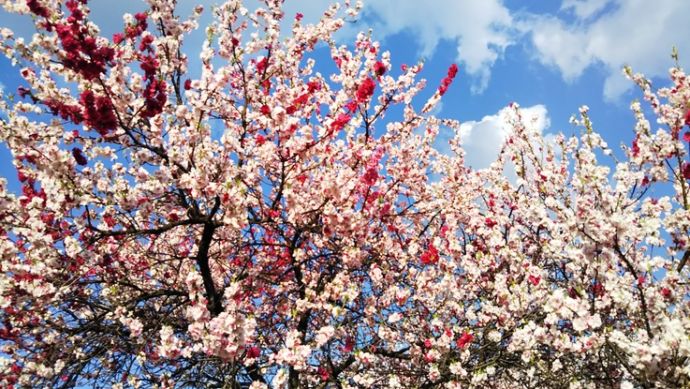 赤、白、ピンクの花を咲かせる三色桃