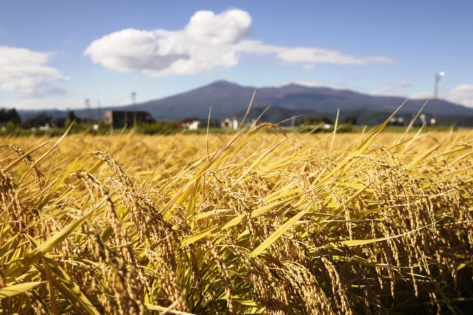 福島県大玉村でたわわに実った稲穂