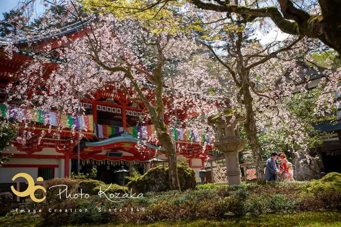 フォトコザカの撮影で満開の桜の下互いの手を握る新郎新婦